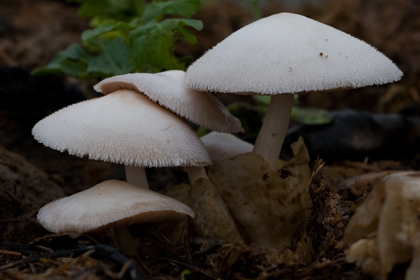 Volvariella bombycina